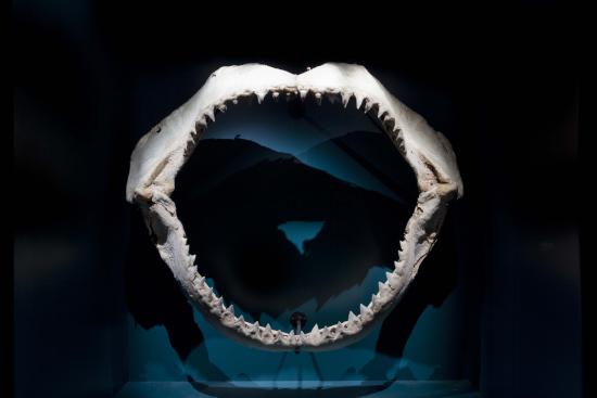 mandíbula tiburón en exhibición